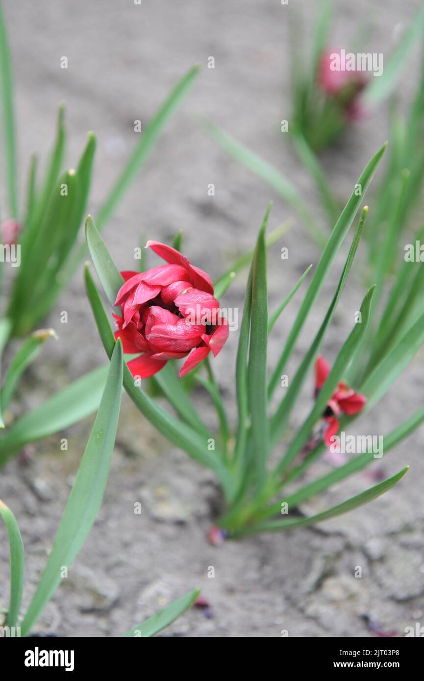 Red Miscellaneous tulips (Tulipa humilis) Tete-a-Tete bloom in a garden in April Stock Photo