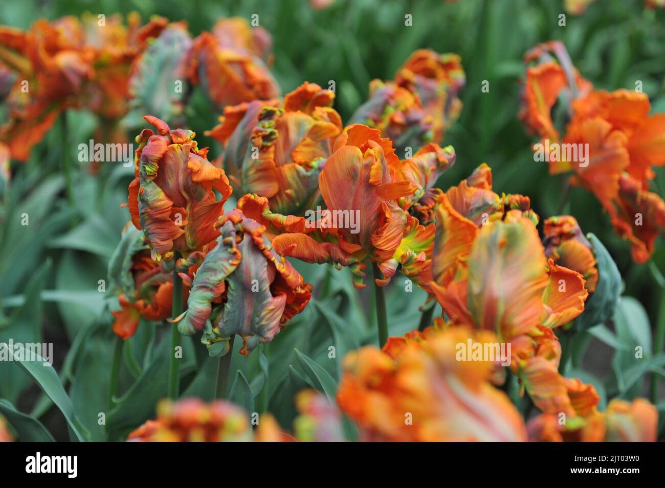 Orange Parrot tulips (Tulipa) Prinses Irene Parkiet bloom in a garden in April Stock Photo