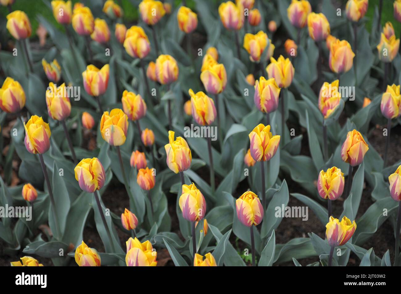 Yellow with purple flame pattern Triumph tulips (Tulipa) Prinses Margriet bloom in a garden in April Stock Photo