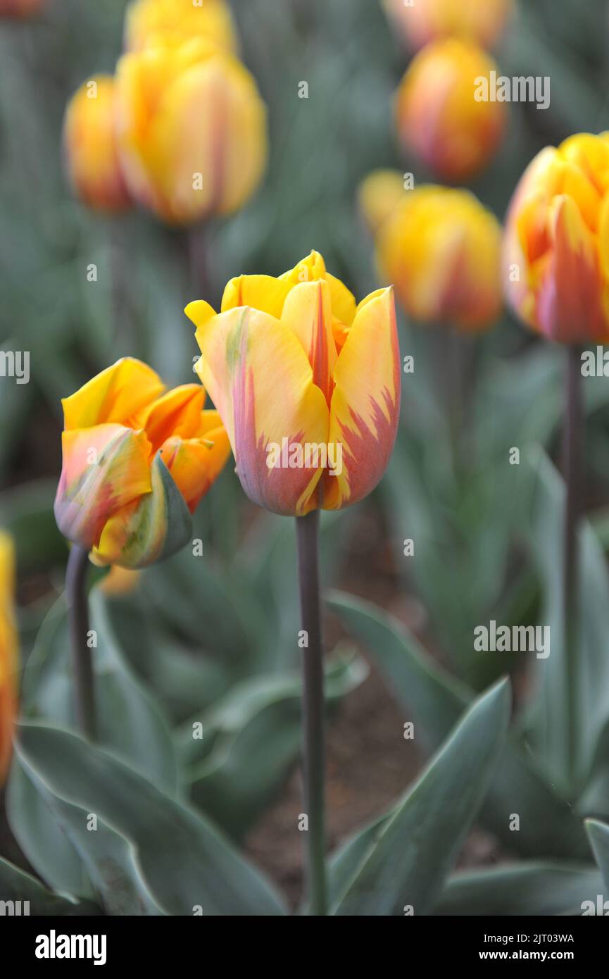 Yellow with purple flame pattern Triumph tulips (Tulipa) Prinses Margriet bloom in a garden in April Stock Photo