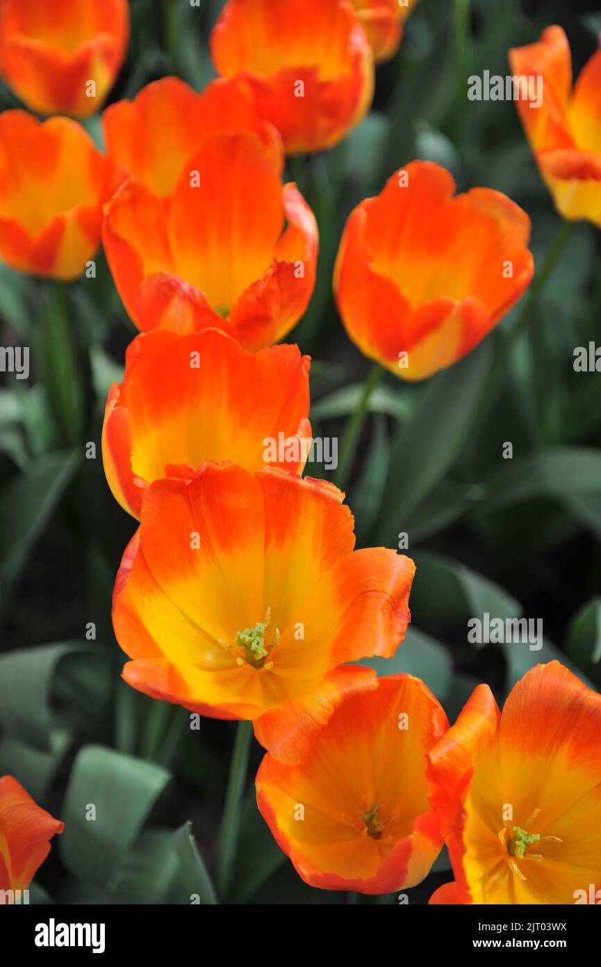 Orange and yellow Triumph tulips (Tulipa) Prinz Armin bloom in a garden ...