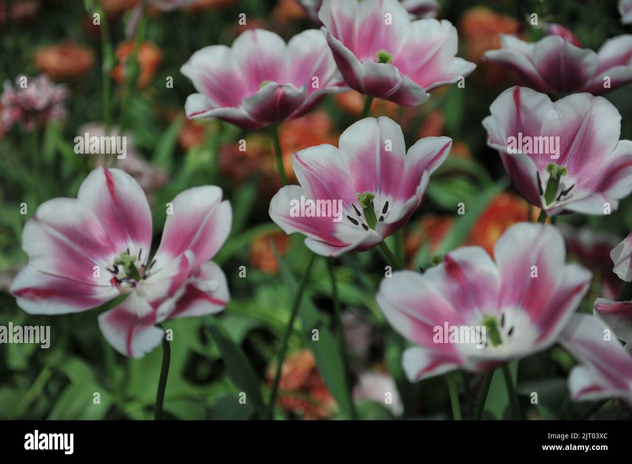 Pink and white Triumph tulips (Tulipa) Private Eyes bloom in a garden in April Stock Photo