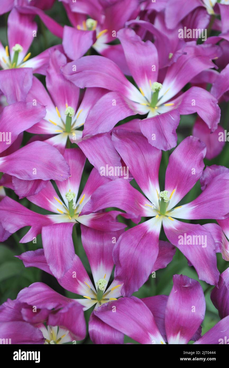 Pink and white lilyflowered tulips (Tulipa) Purple Dream bloom in a