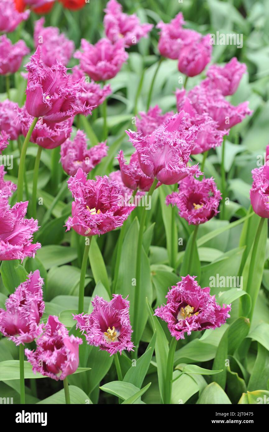 Fringed tulips (Tulipa) Purple Jaws bloom in a garden in April Stock ...