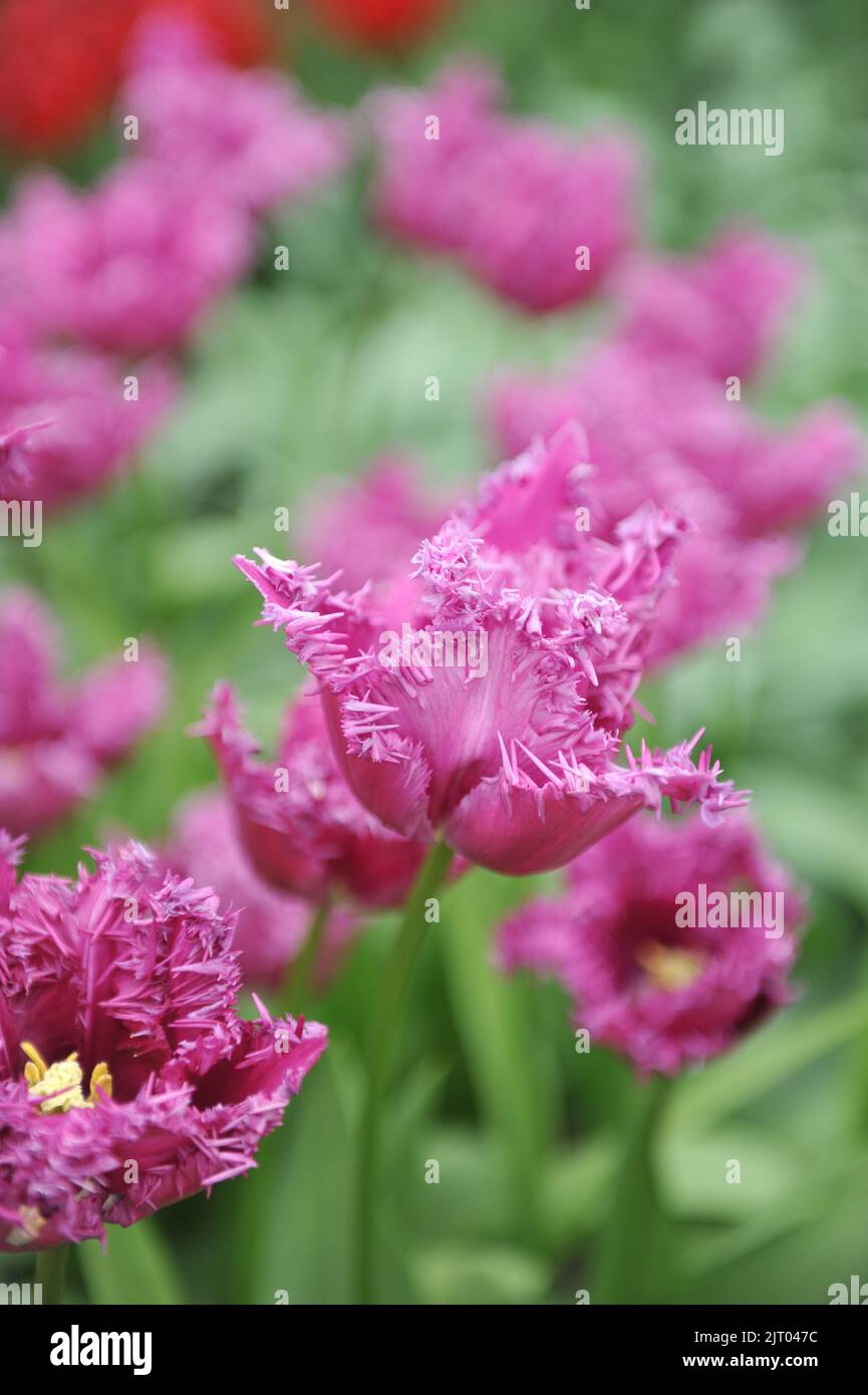 Fringed tulips (Tulipa) Purple Jaws bloom in a garden in April Stock ...