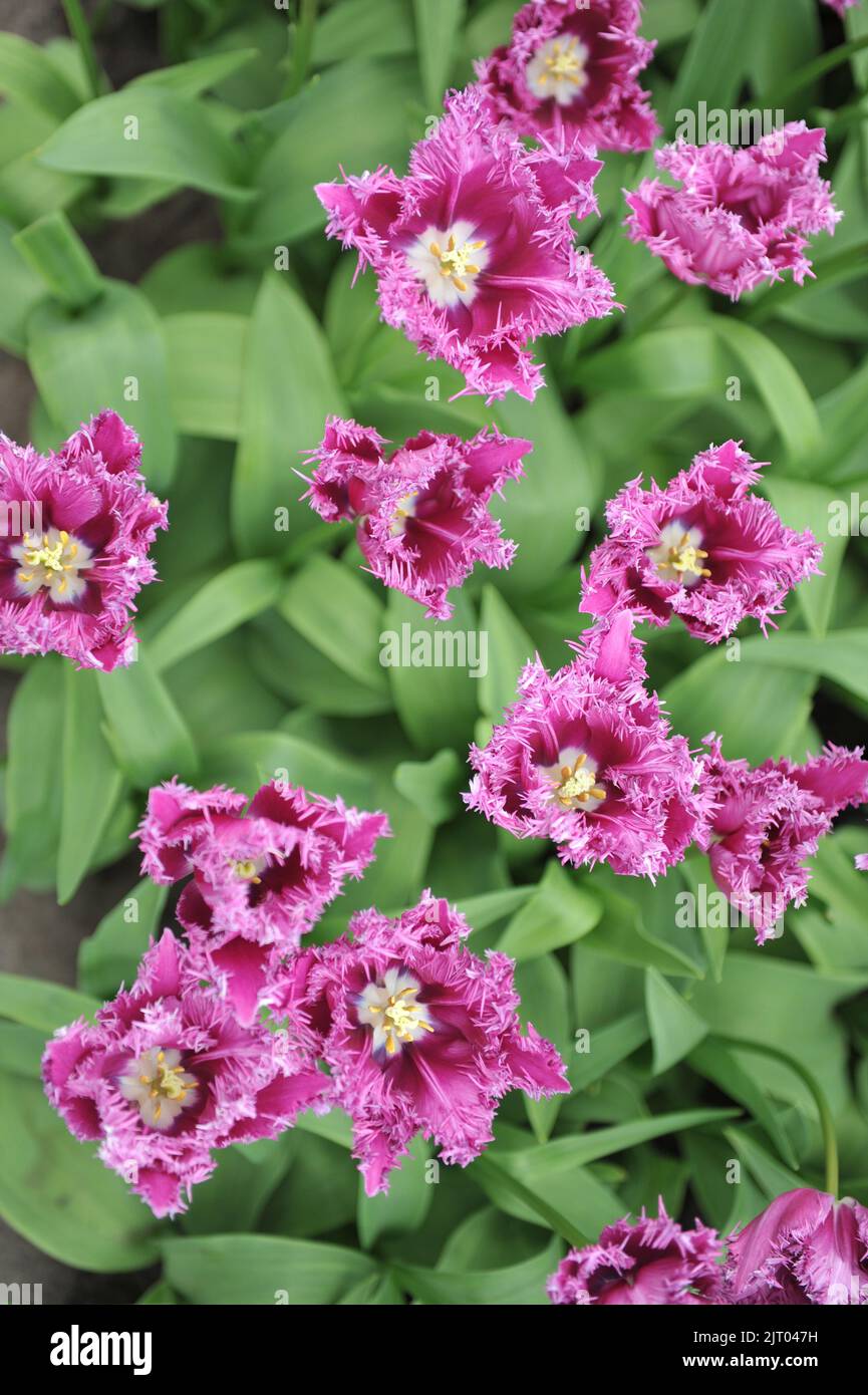 Fringed tulips (Tulipa) Purple Jaws bloom in a garden in April Stock ...