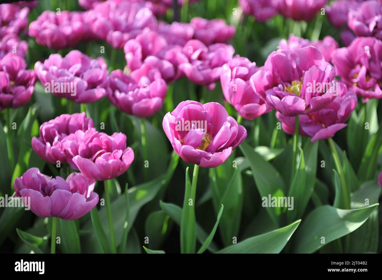 Peonyflowered Double Early tulips (Tulipa) Purple Sky bloom in a