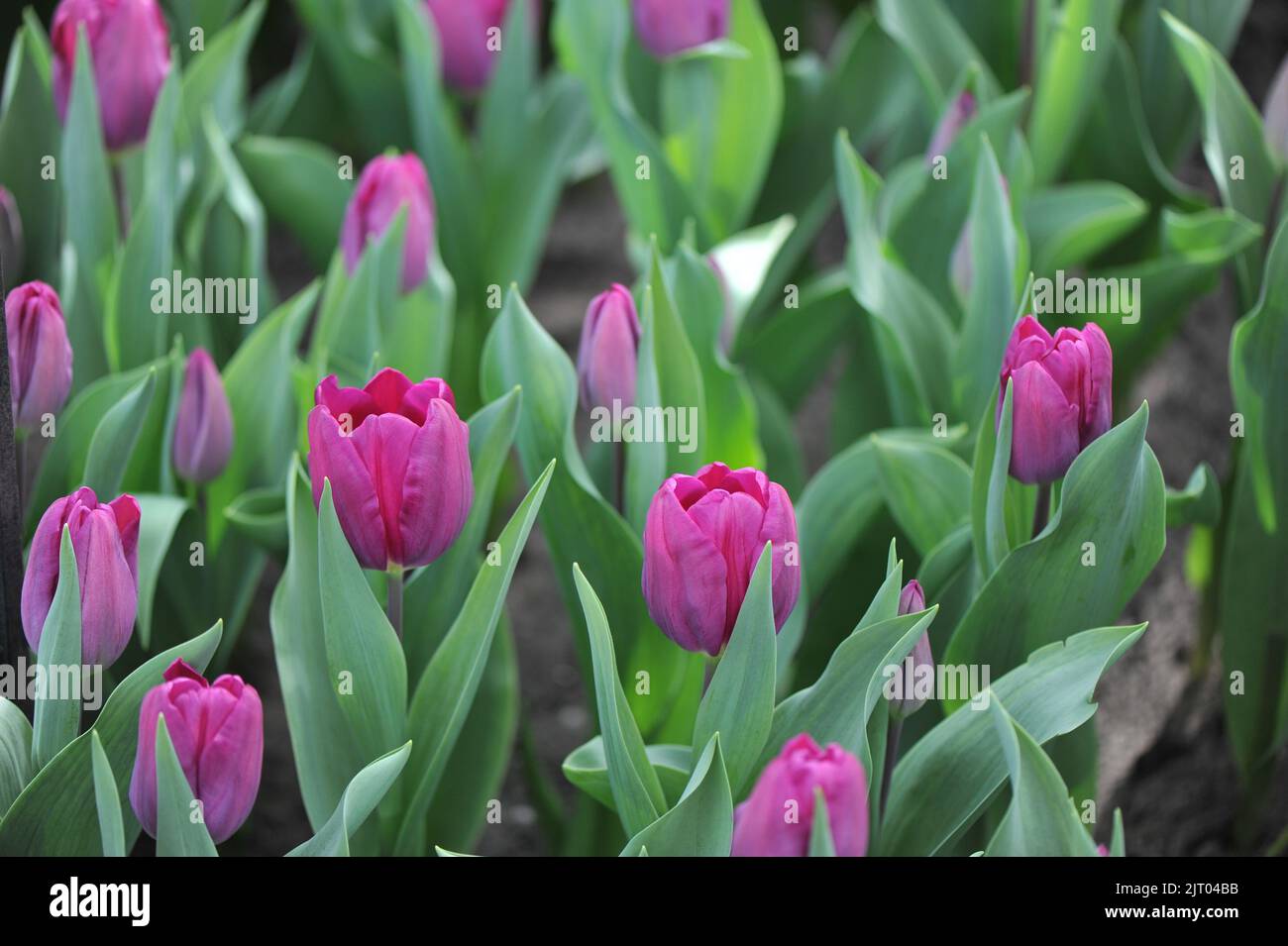 Triumph tulips (Tulipa) Purple Star bloom in a garden in April Stock Photo