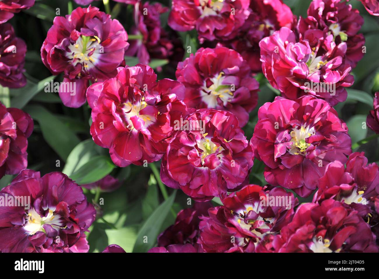 Purple peony-flowered Double Early tulips (Tulipa) Python bloom in a ...