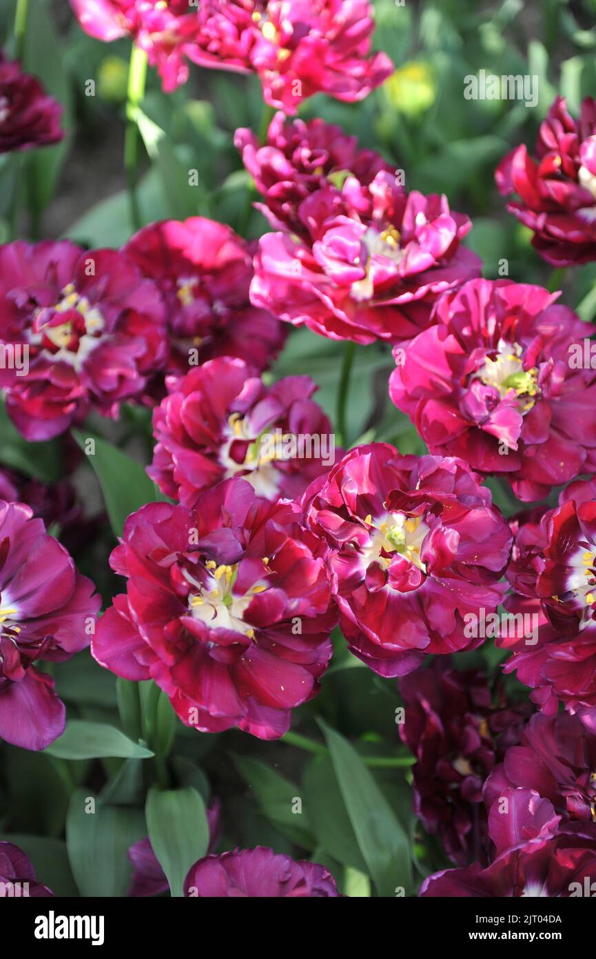 Purple peony-flowered Double Early tulips (Tulipa) Python bloom in a ...