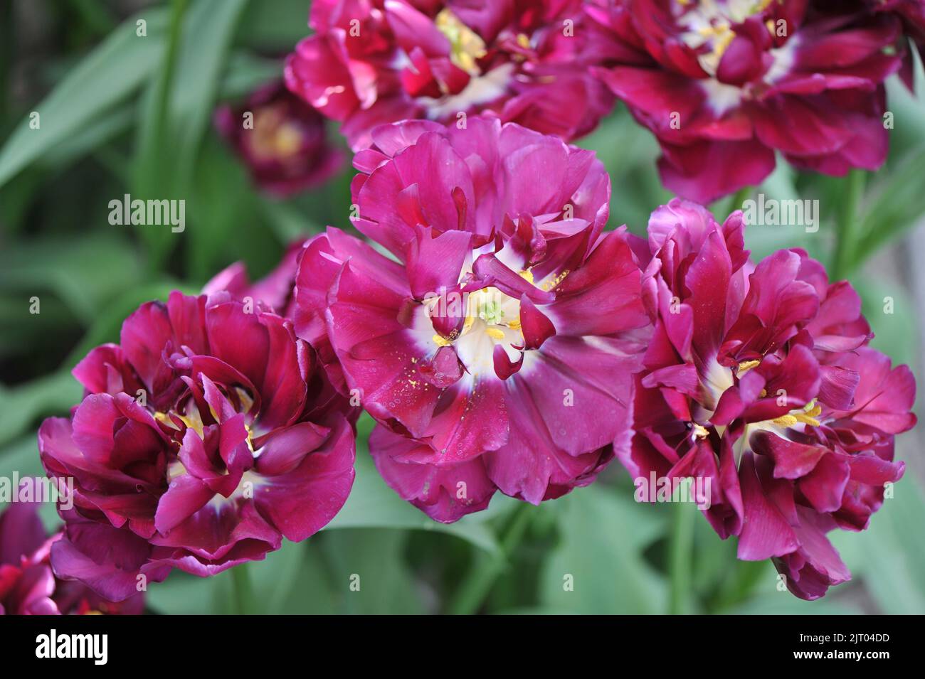 Purple peony-flowered Double Early tulips (Tulipa) Python bloom in a ...