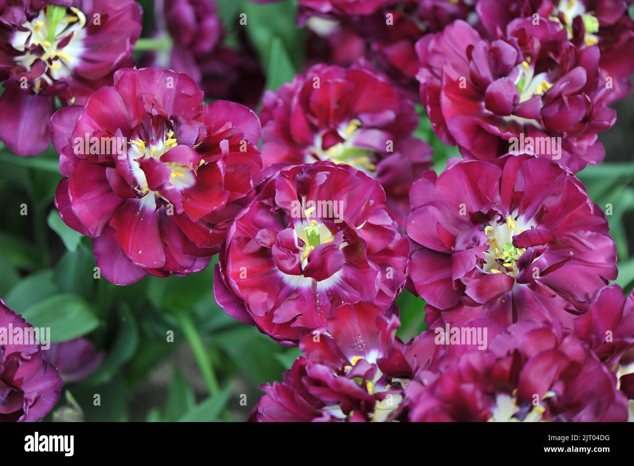 Purple peony-flowered Double Early tulips (Tulipa) Python bloom in a ...