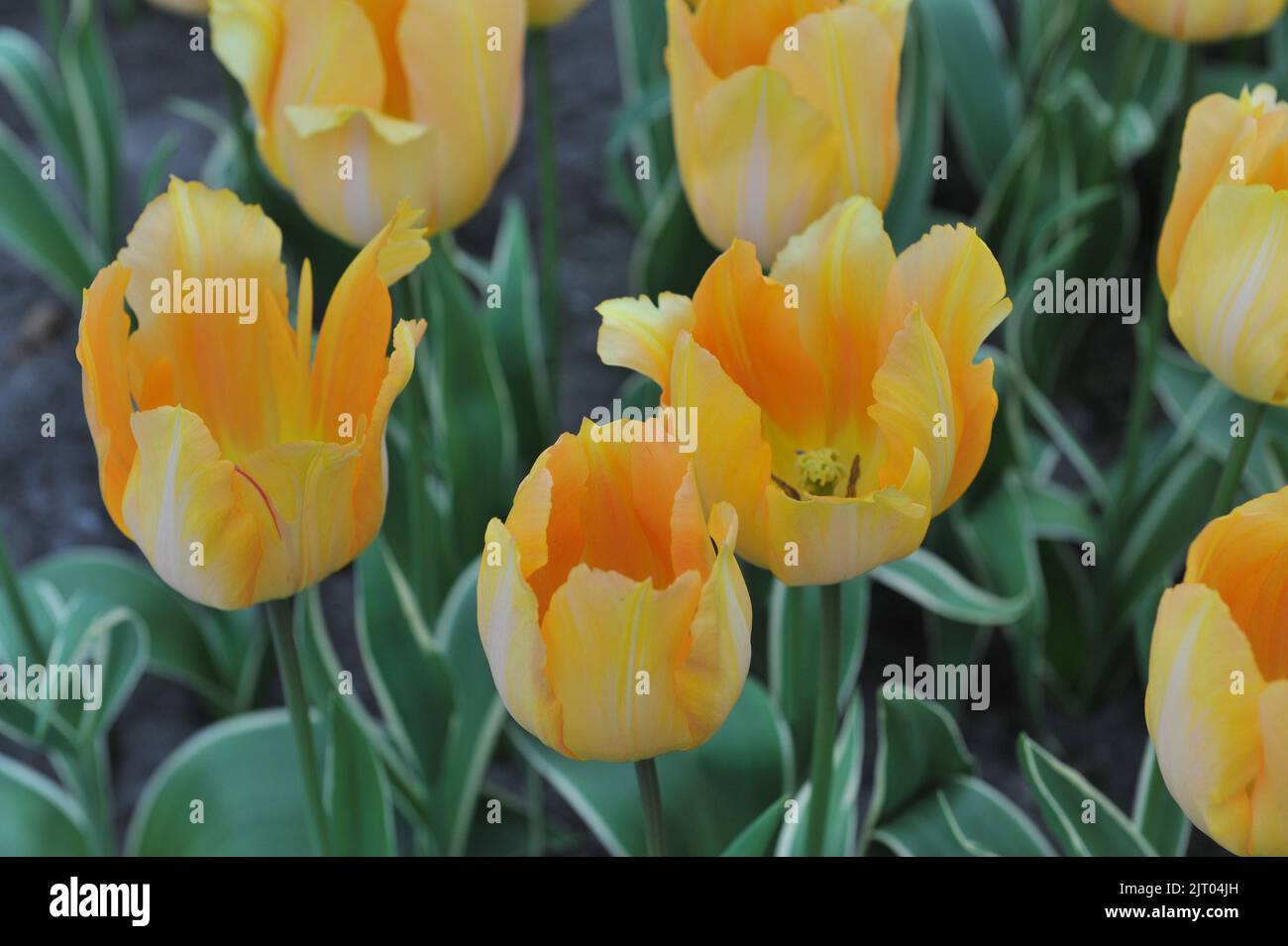Orange-yellow Single Early tulips (Tulipa) Queen of Bestseller with variegated leaves bloom in a garden in March Stock Photo
