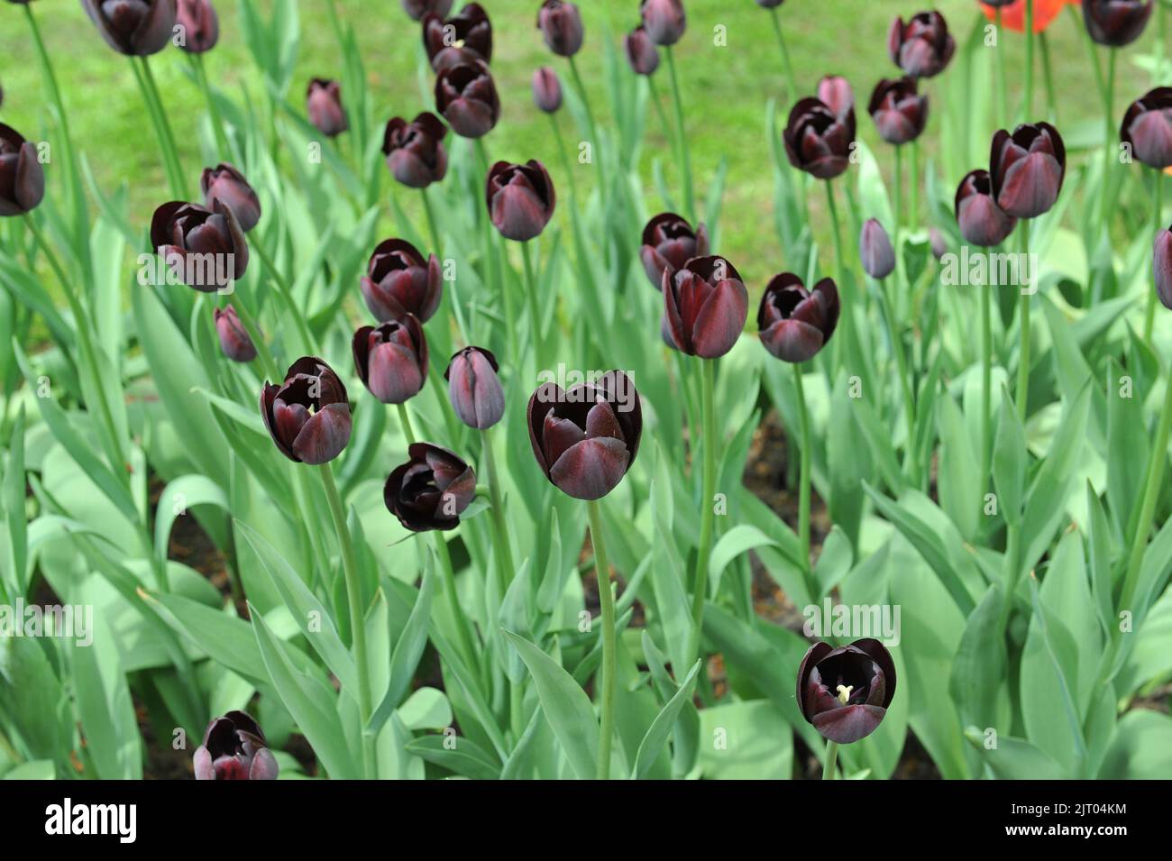Dark purple Single Late tulips (Tulipa) Queen of Night bloom in a
