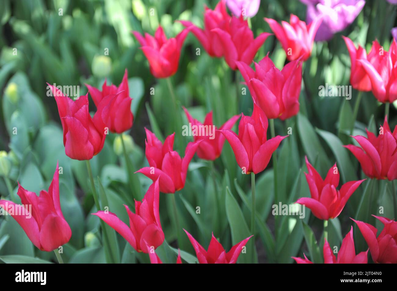 Red lilyflowered tulips (Tulipa) Queen Rania bloom in a garden in