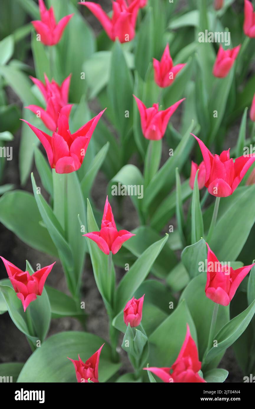Red lilyflowered tulips (Tulipa) Queen Rania bloom in a garden in