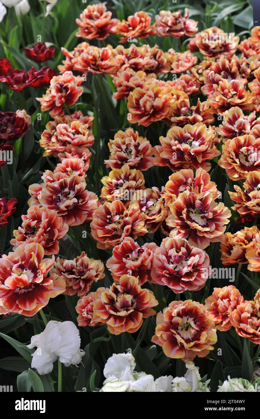 Red and apricot-yellow peony-flowered Double Late tulips (Tulipa) Real Love bloom in a garden in April Stock Photo