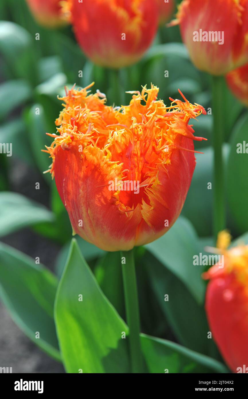 Red and yellow fringed tulips (Tulipa) Real Time bloom in a garden in March Stock Photo Alamy