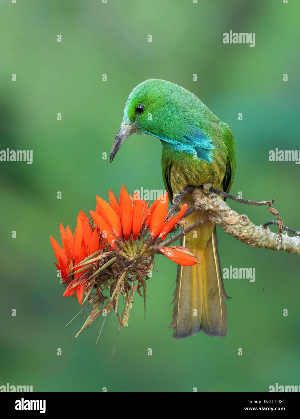 Birds In Flower Stock Photo