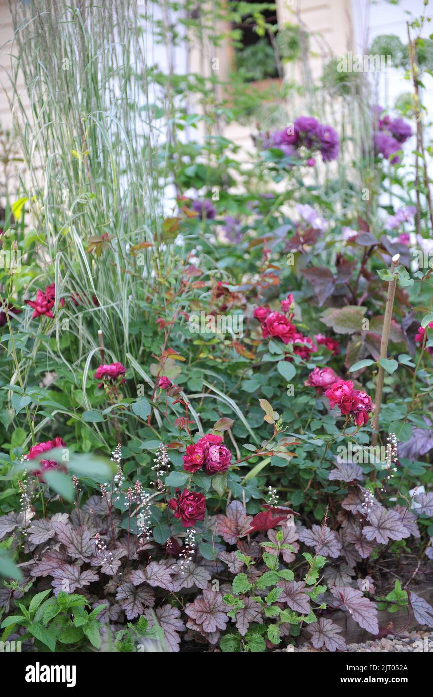 A flower border in a garden with a purple-leaved Heuchera and a red rose in June Stock Photo
