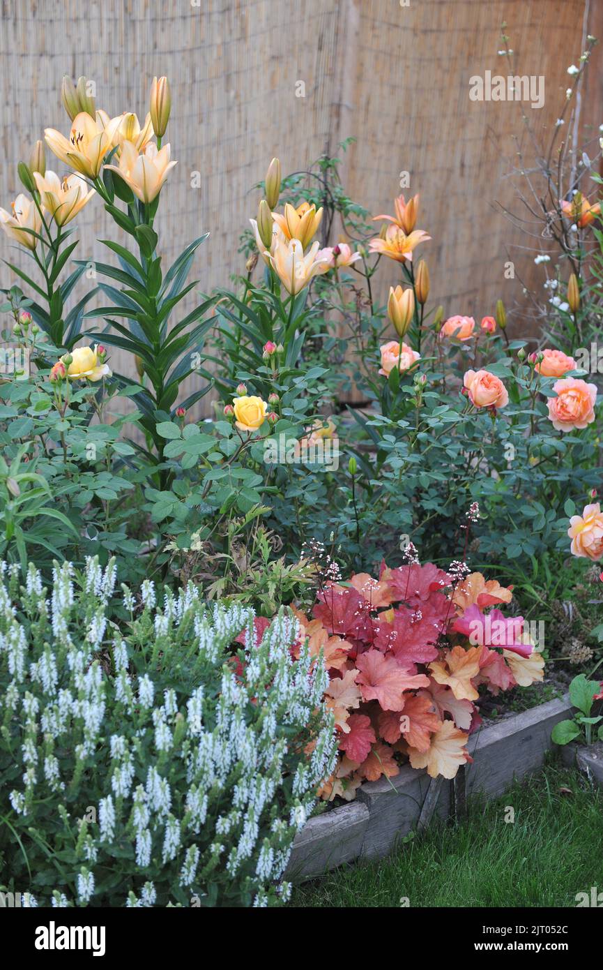 A flower border in a garden with pink and peach-leaved Heuchera, yellow and orange roses, orange lilies an white Balkan clary (Salvia nemorosa), June Stock Photo