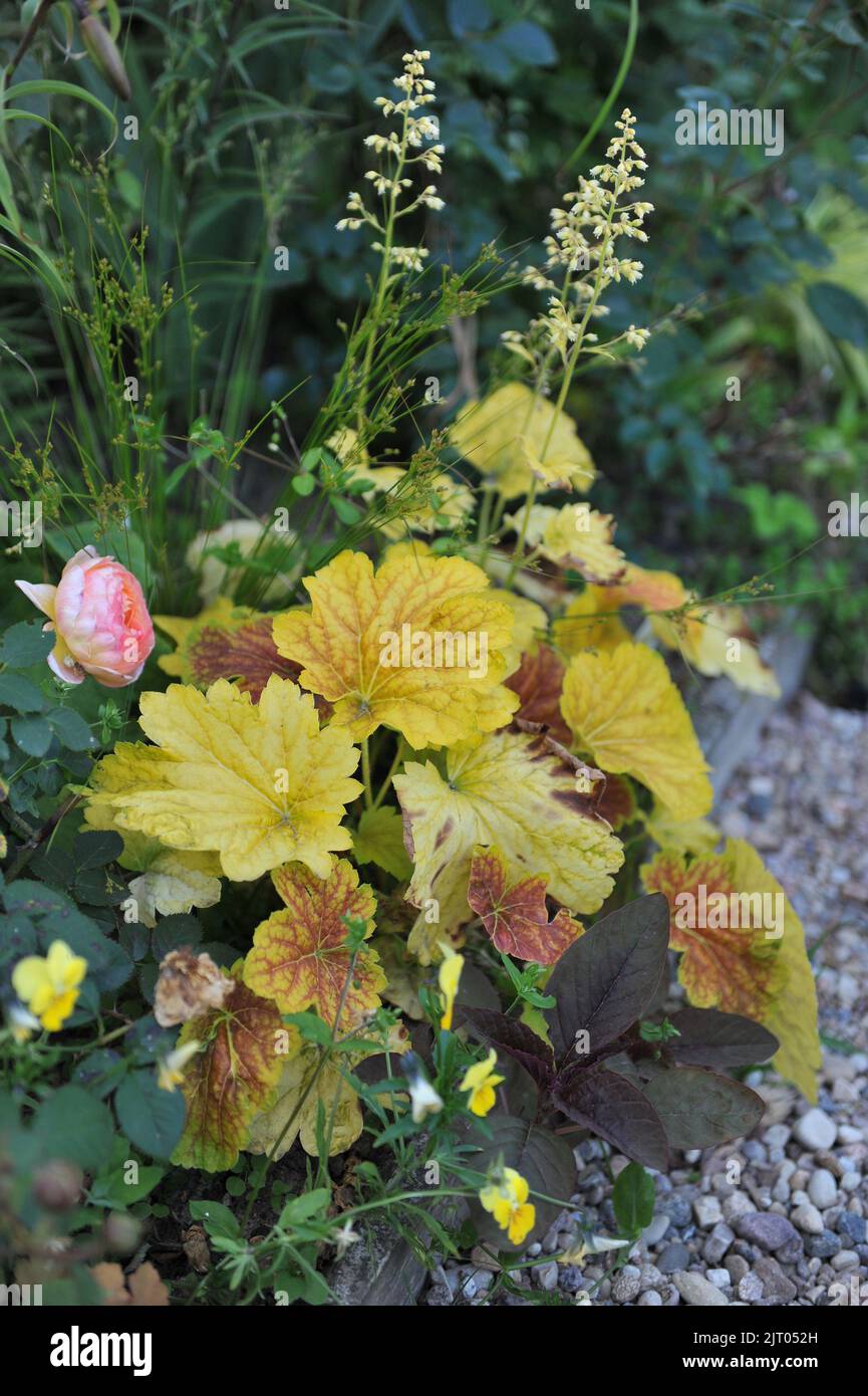 A flower border in a garden with a yellow-leaved Heuchera and a pink rose (Rosa) in June Stock Photo