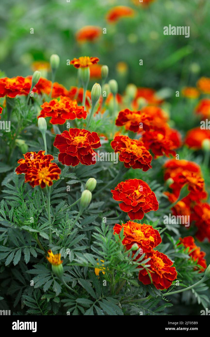 Ukrainian national flowers marigolds, profusely flowering bush Stock Photo Alamy