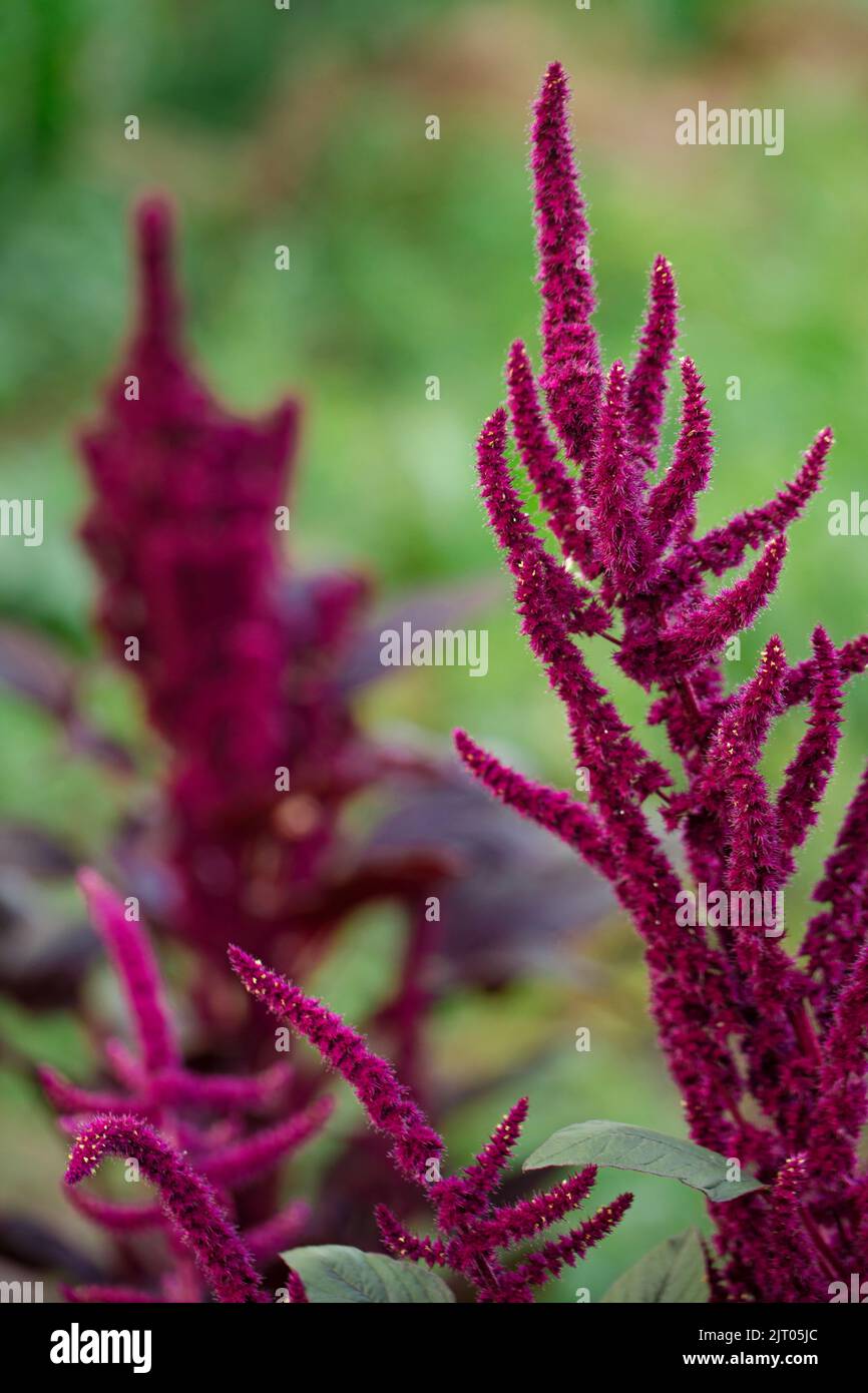 Blooming burgundy amaranth in the summer garden Stock Photo