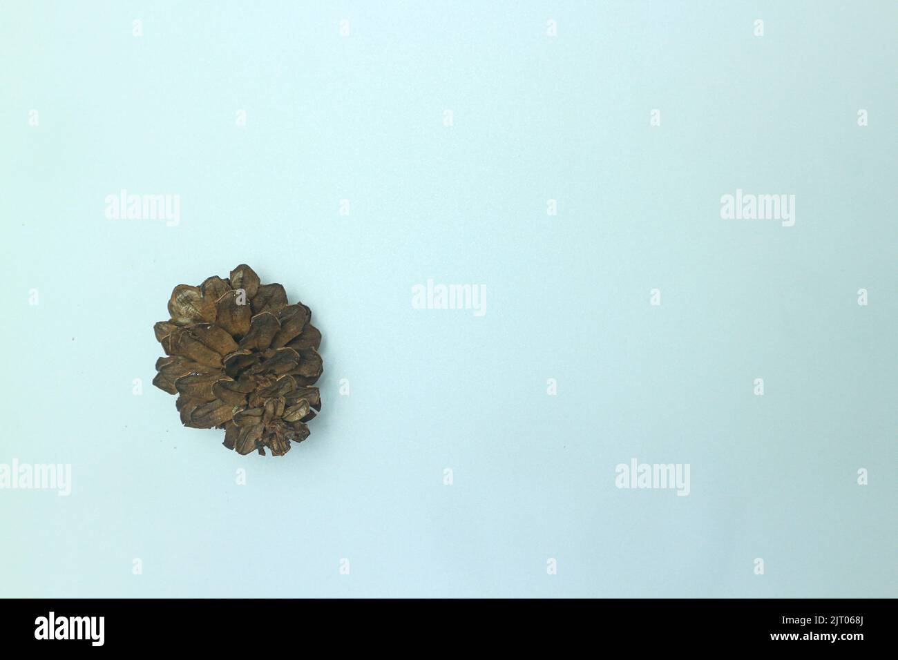 Pine cone on white background Stock Photo