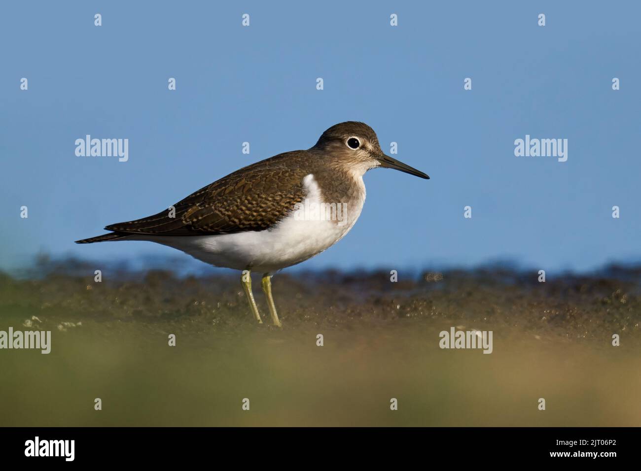 Common sandpiper (Actitis hypoleucos) in its natural environment Stock Photo