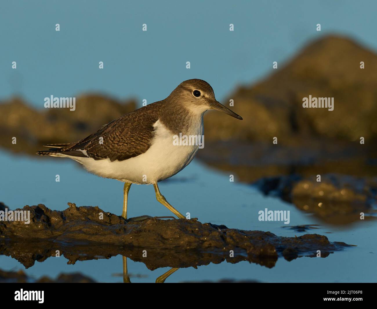 Common sandpiper (Actitis hypoleucos) in its natural environment Stock Photo