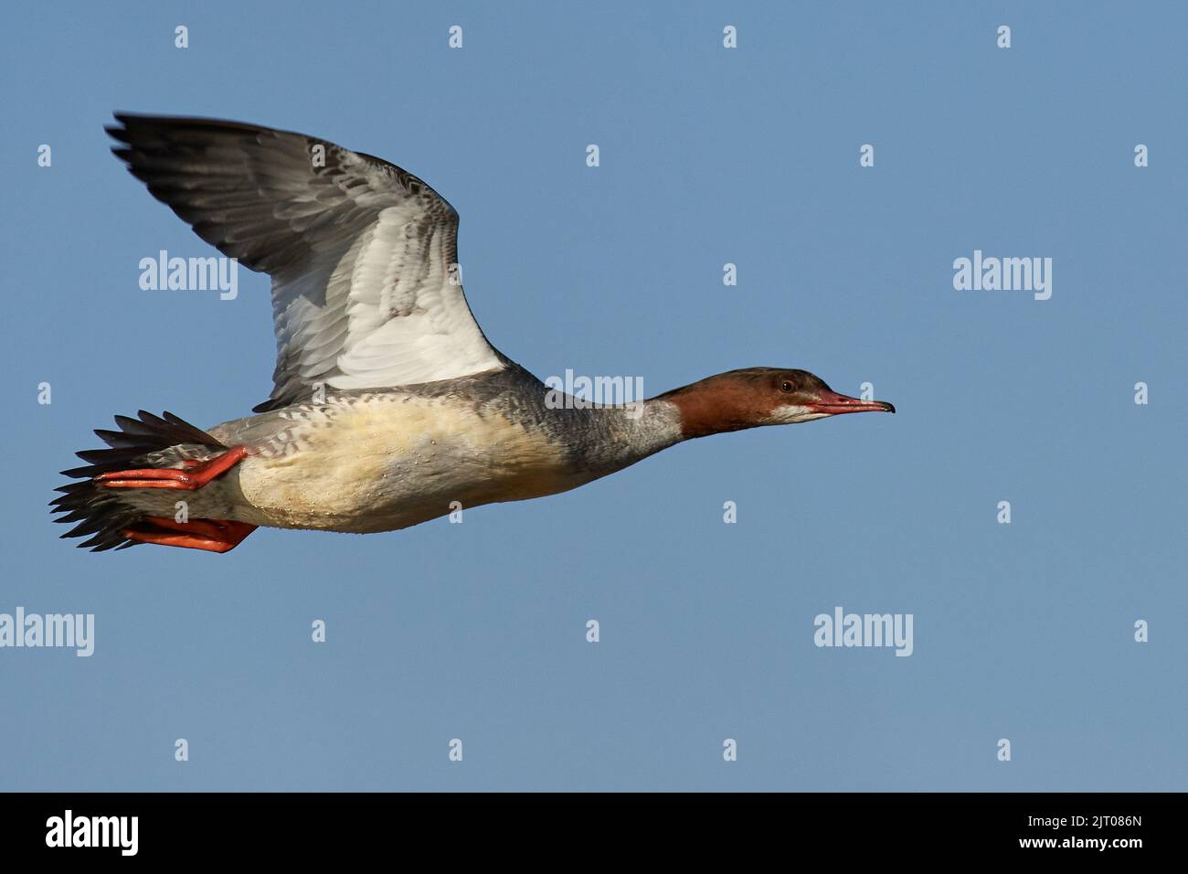 Eurasian Goosander in flight with blue skies in the background Stock Photo