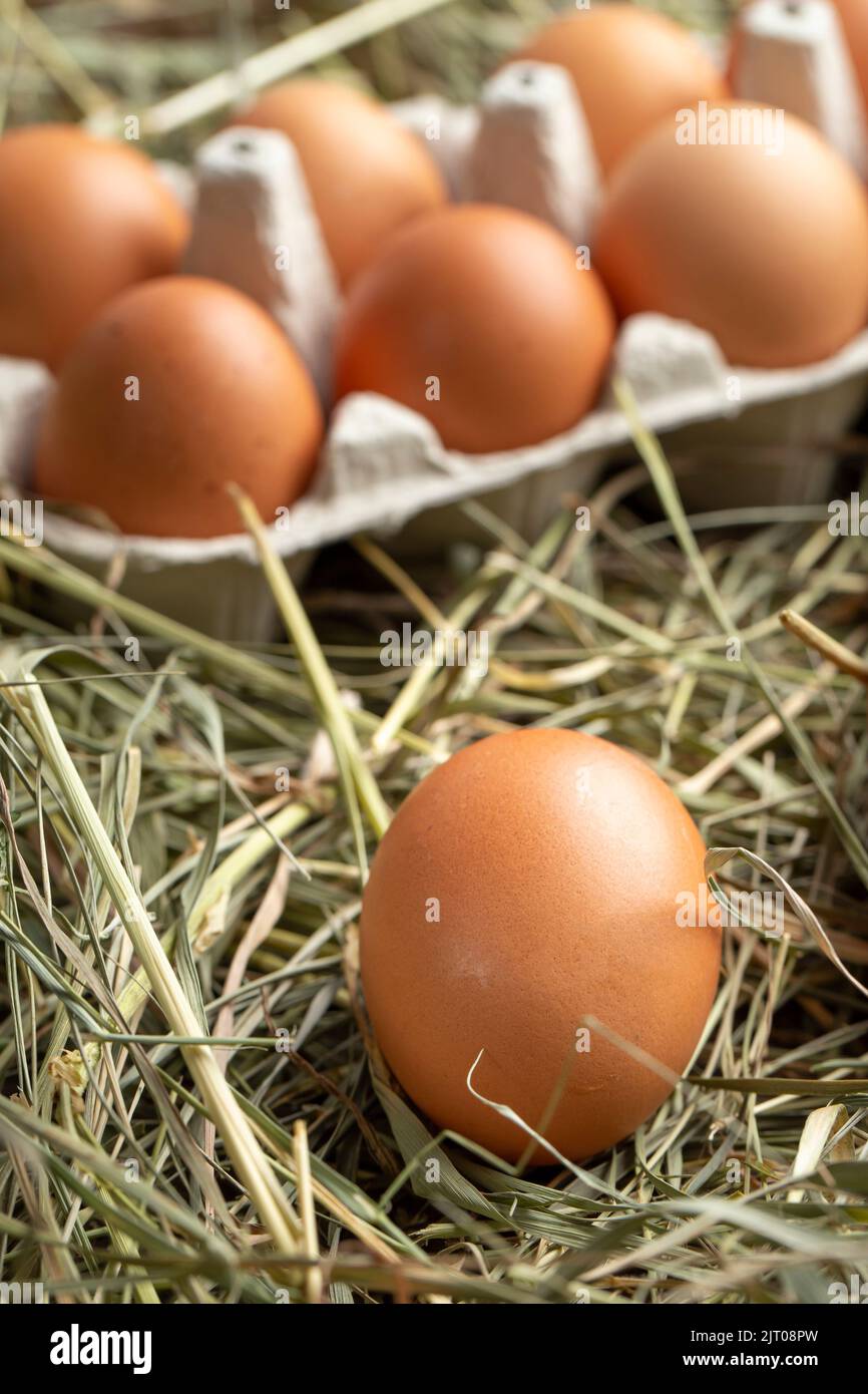 Chicken eggs in a tray and in hay. Farming concept Stock Photo - Alamy