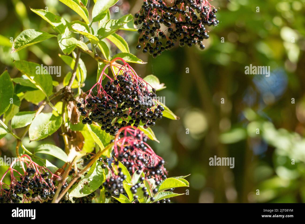 selected focus bunches of ripe black elderberries Stock Photo