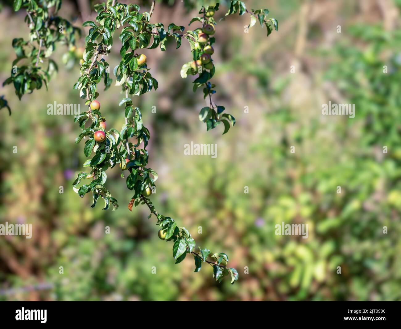 Crab apple tree bearing fruit hanging downo in the autumn Stock Photo