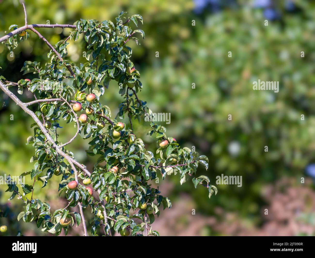 Wild crab apples growing in the countryside ready for picking Stock