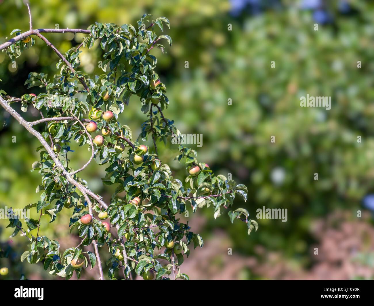 Wild crab apples growing in the countryside ready for picking Stock Photo