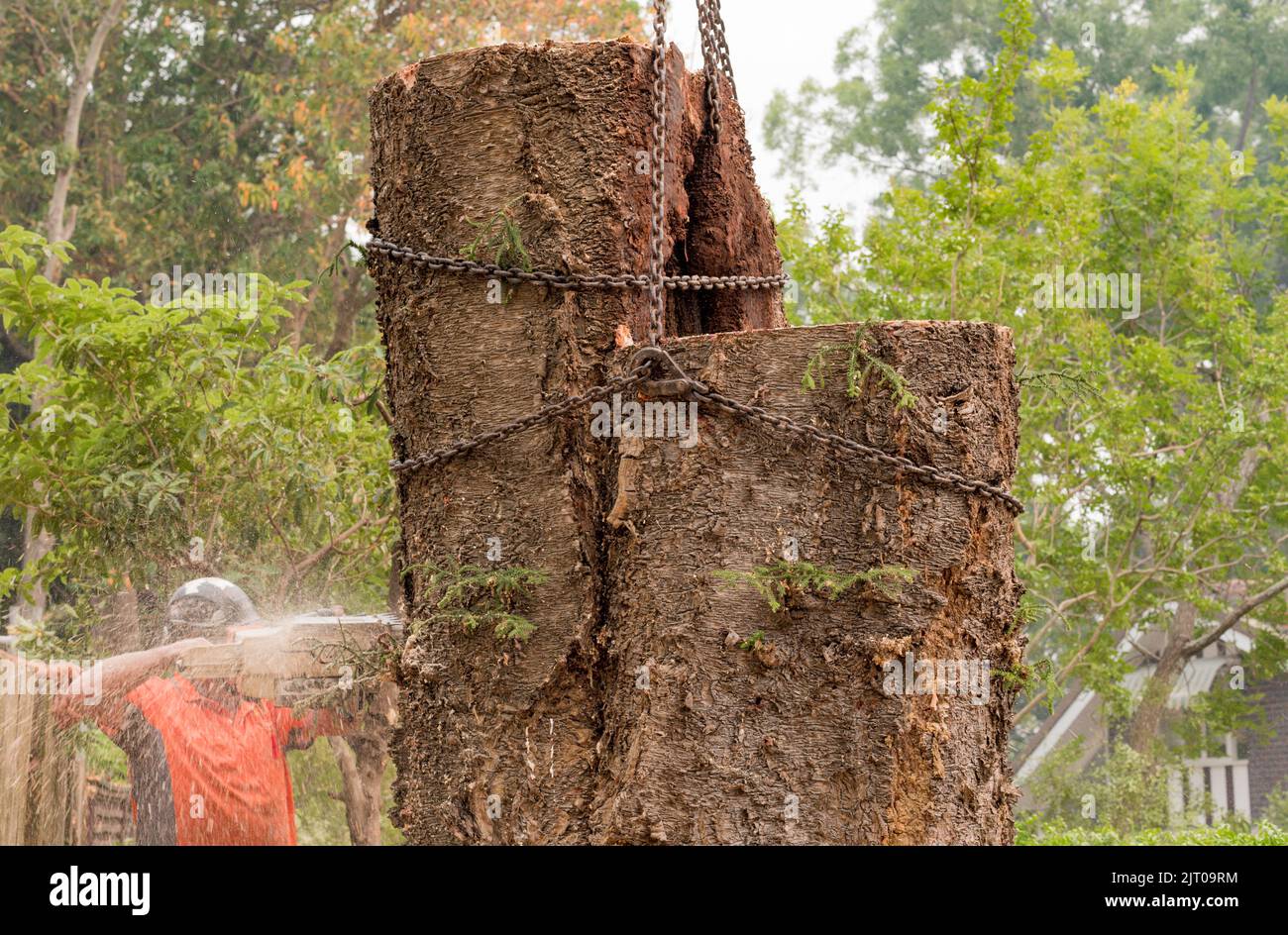 The trunk of a large Hoop Pine tree is chained and cut with a chainsaw. The tree was deemed unsafe after damage from a sudden wind storm. Stock Photo