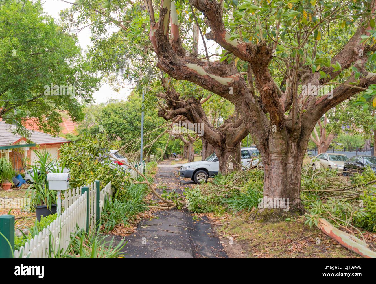Sydney Aust Nov 26th 2019: A sudden storm ripped through suburbs in northern Sydney snapping trees and power poles leaving carnage but no loss of life Stock Photo