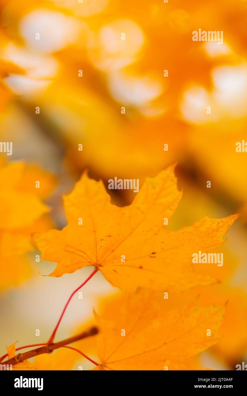 Yellow maple leaves on the branches. Autumn nature background with ...