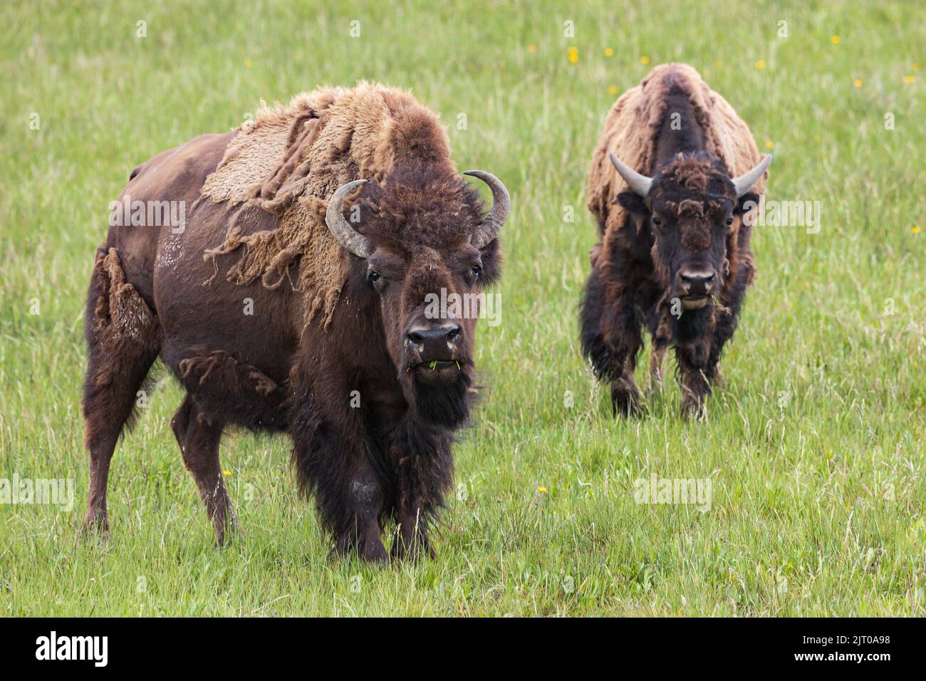 Frontal view of two American bisons at Yellowstone National Park, Wyoming, USA Stock Photo