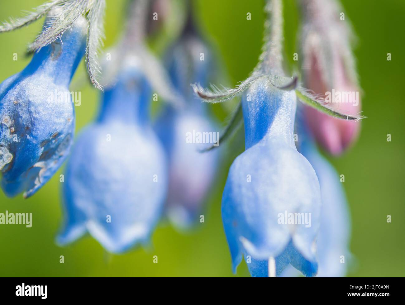 A closeup shot of blue beinwells (Symphytum caucasicum) Stock Photo
