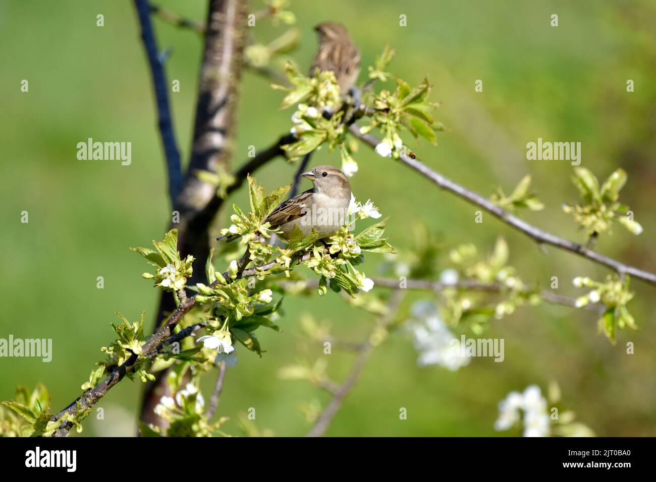 Common sparrows perched on a wild cherry tree Stock Photo