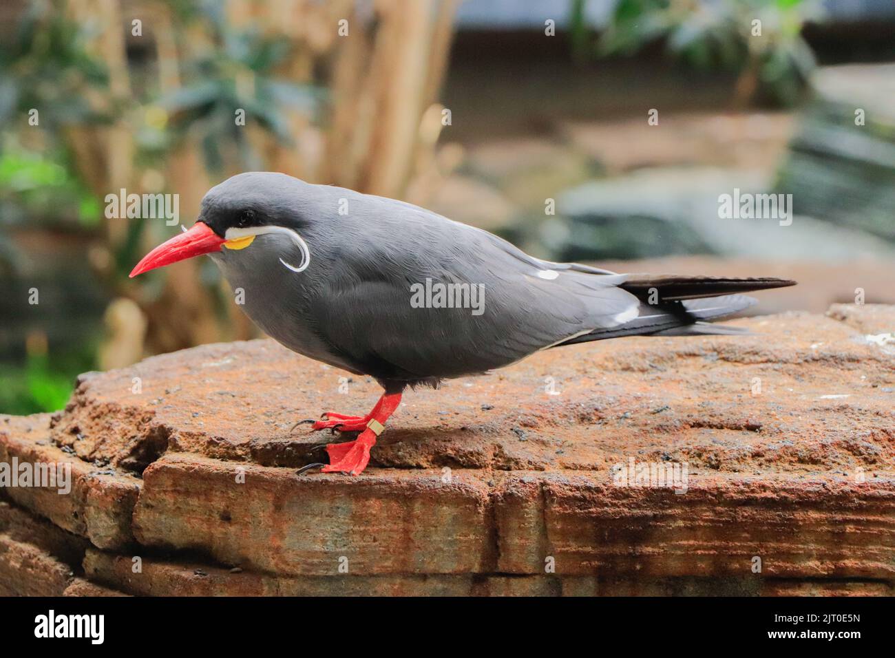 Inca bird hi-res stock photography and images - Alamy