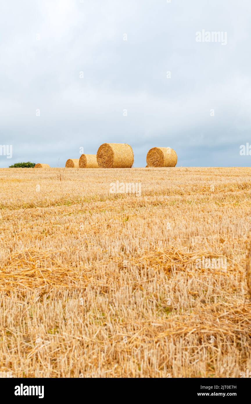 Hay rolls in the field Stock Photo - Alamy