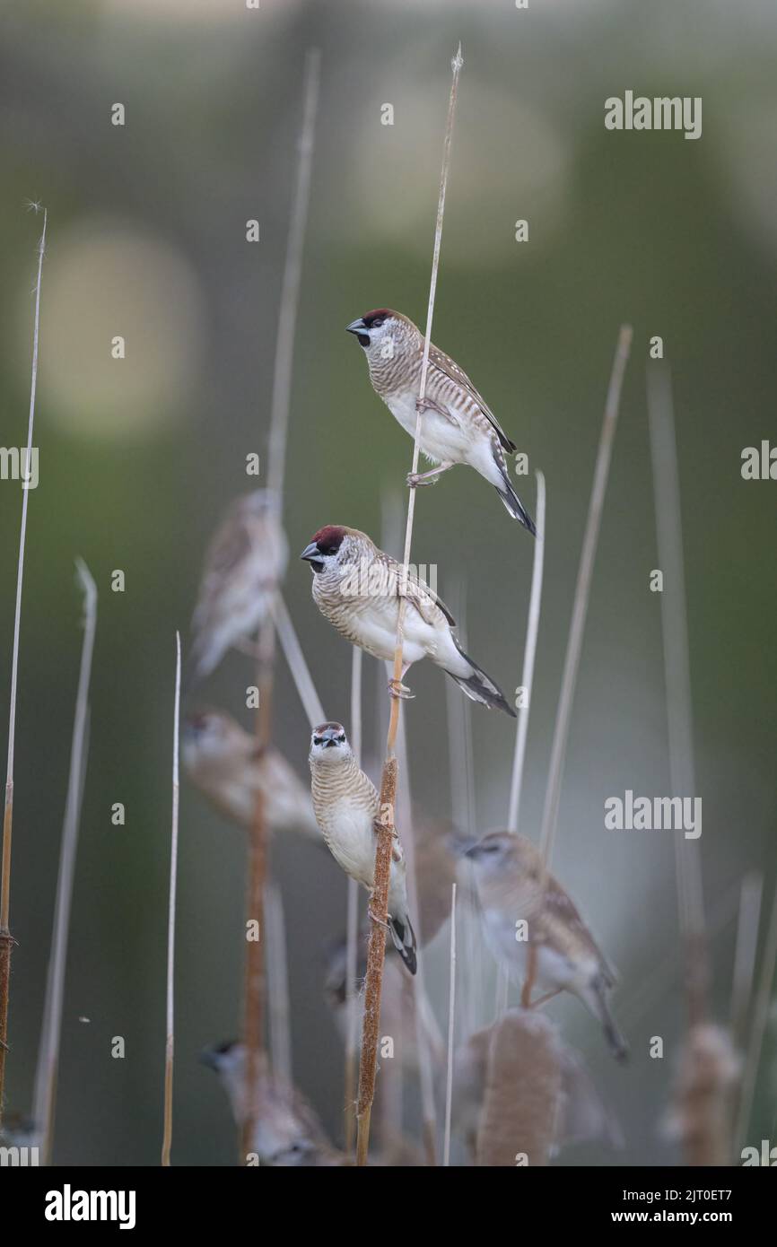 Three Plumheaded finches are the key subjects in a small flock of