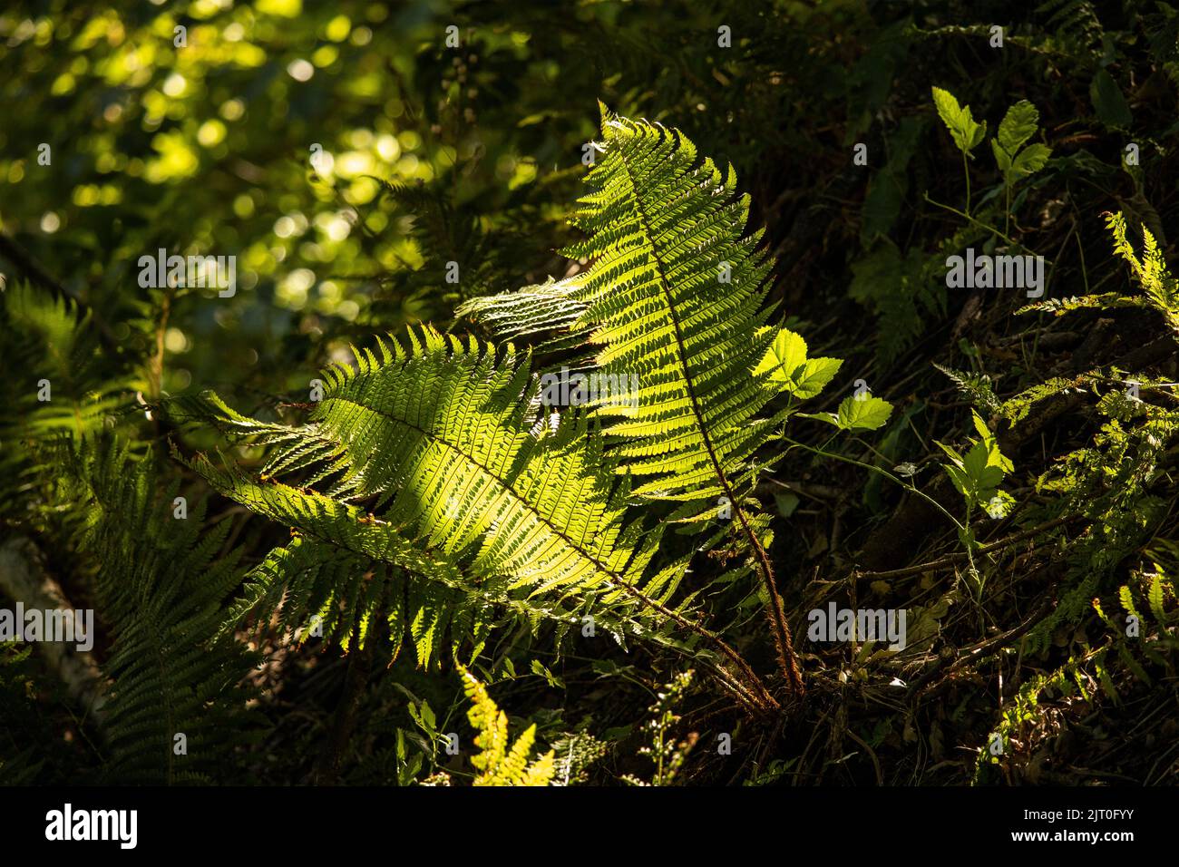 Bracken is a primitive fern dating back to the Devonian Period. It can thrive on forest floors that only receive patchy sunlight. Stock Photo