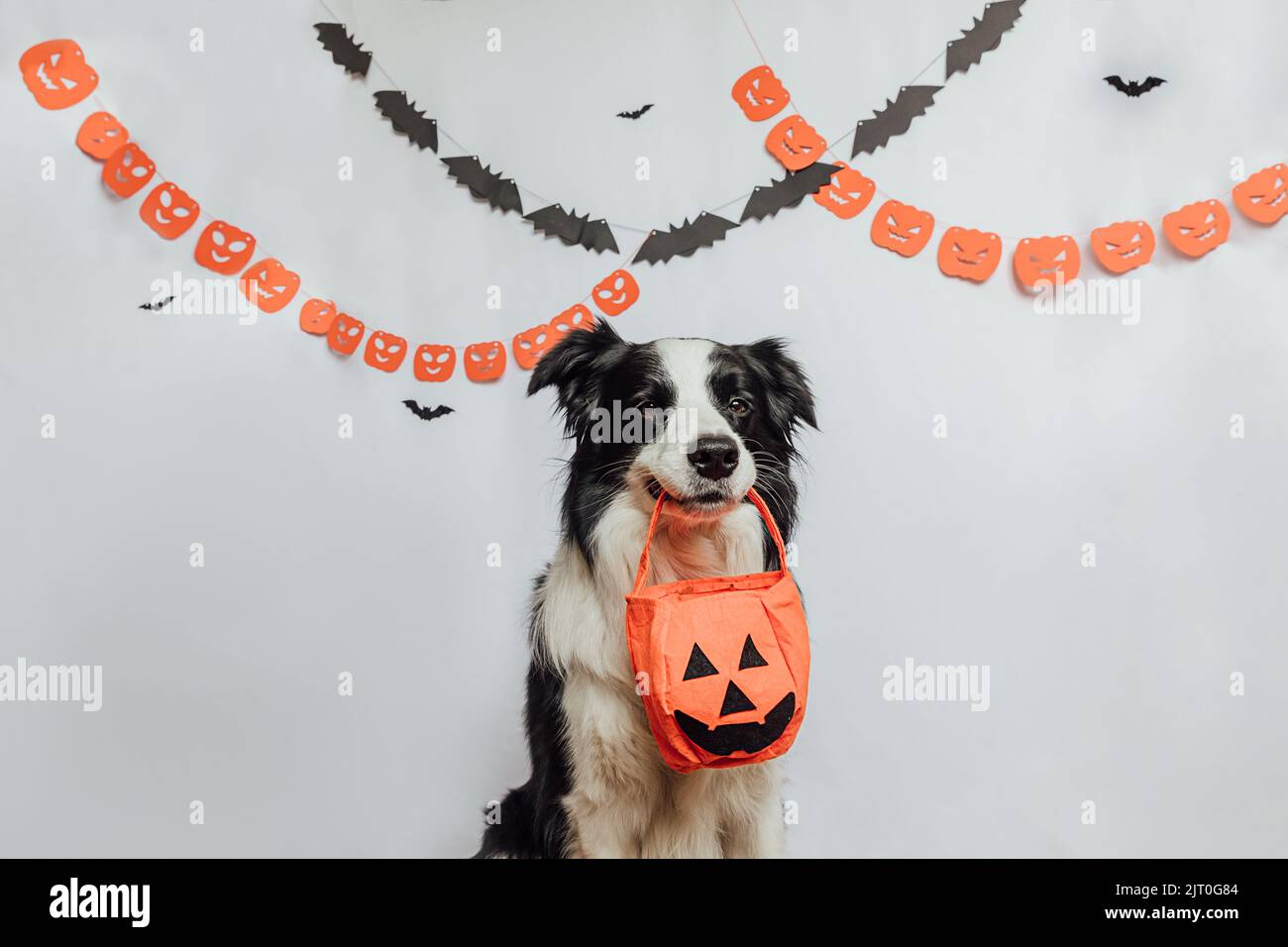 Trick or Treat concept. Funny puppy dog border collie holding jack o ...