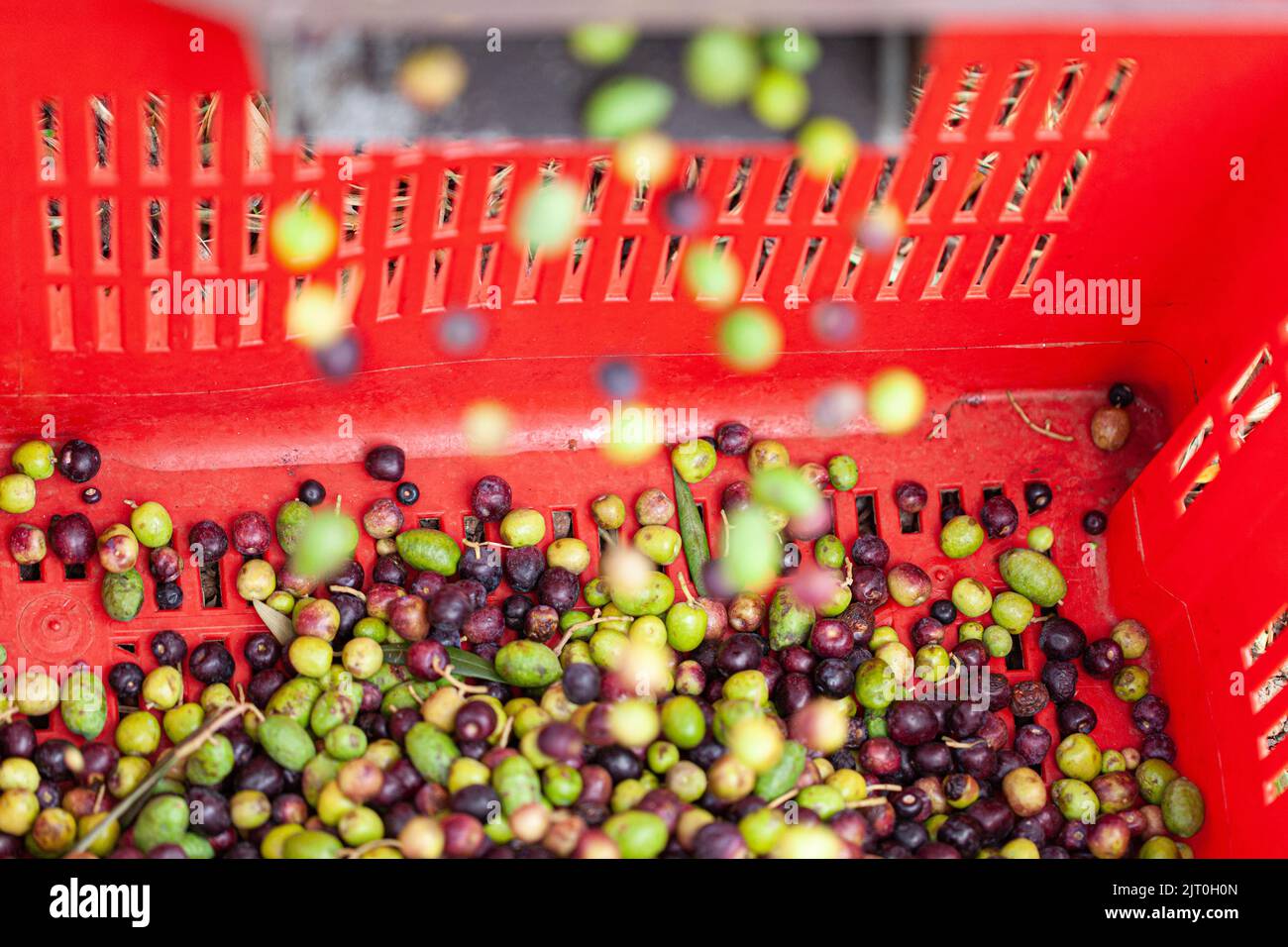 olive destemming process Stock Photo Alamy