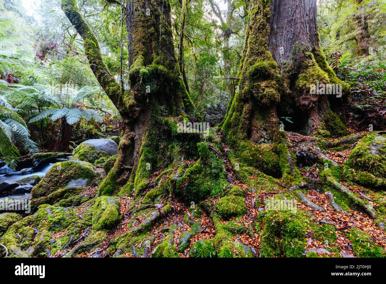 Rainforest Gallery Warburton in Victoria Australia Stock Photo Alamy